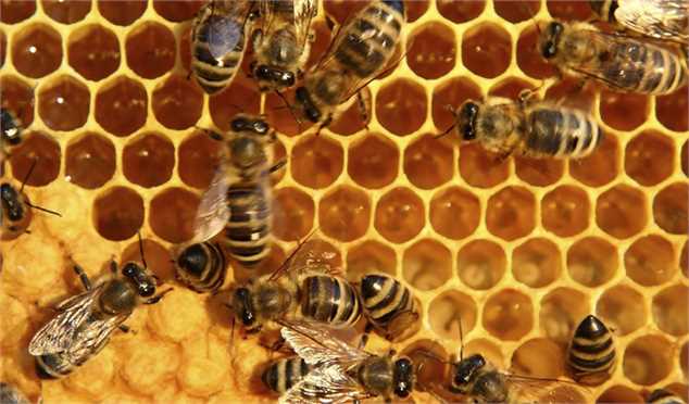 ۱۱۲ هزار تن عسل امسال در کشور تولید شد