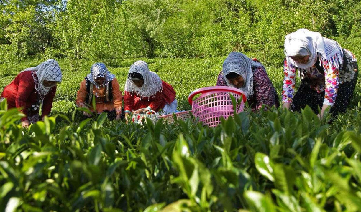 پیش بینی جهش ۱۵ درصدی تولید چای کشور در سال ۹۹/ چای ایرانی سمپاشی نمی شود