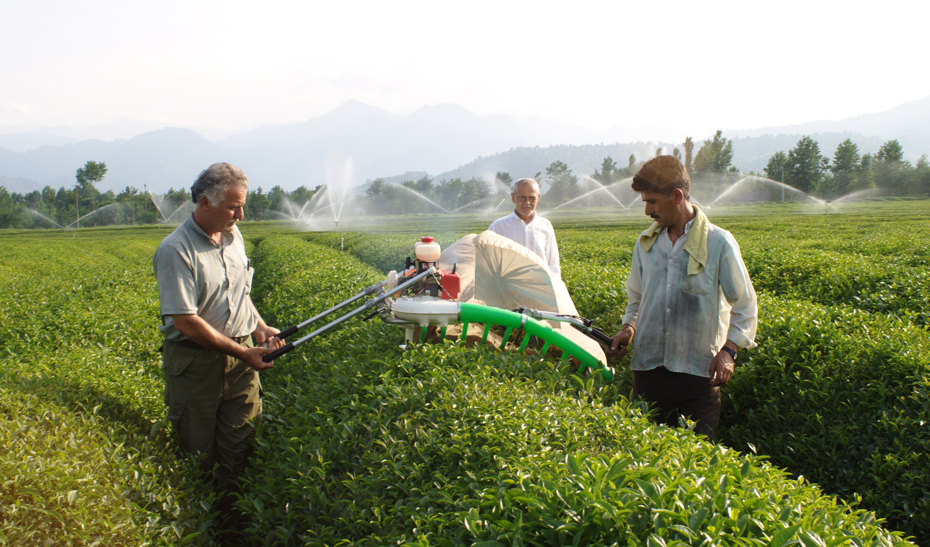 رشد ۲۷.۷ درصدی قیمت خرید تضمینی برگ سبز چای در سال ۹۹