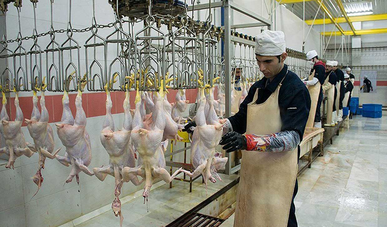 روزانه ۱۵۰۰ تن مرغ مازاد خریداری می‌شود