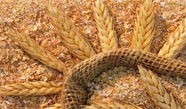خرید تضمینی ۱۲۰ هزارتن گندم از ۶ استان جنوبی کشور