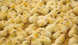 صنعت مرغداری در حال به گل نشستن است/ مقصر اصلی معدوم سازی ‌۱۵ میلیون قطعه جوجه یکروزه کیست؟