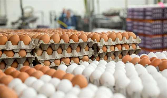 ثبات نرخ تخم مرغ در بازار؛ قیمت تمام شده تخم مرغ به ۱۲ هزار تومان رسید