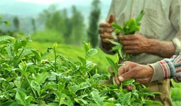 آغاز برداشت خرید برگ سبز چای از چایکاران؛ تولید چای خشک به ۳۰ هزار تن خواهد رسید