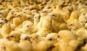 مدیریت جوجه ریزی تنها راهکار کاهش زیان مرغداران