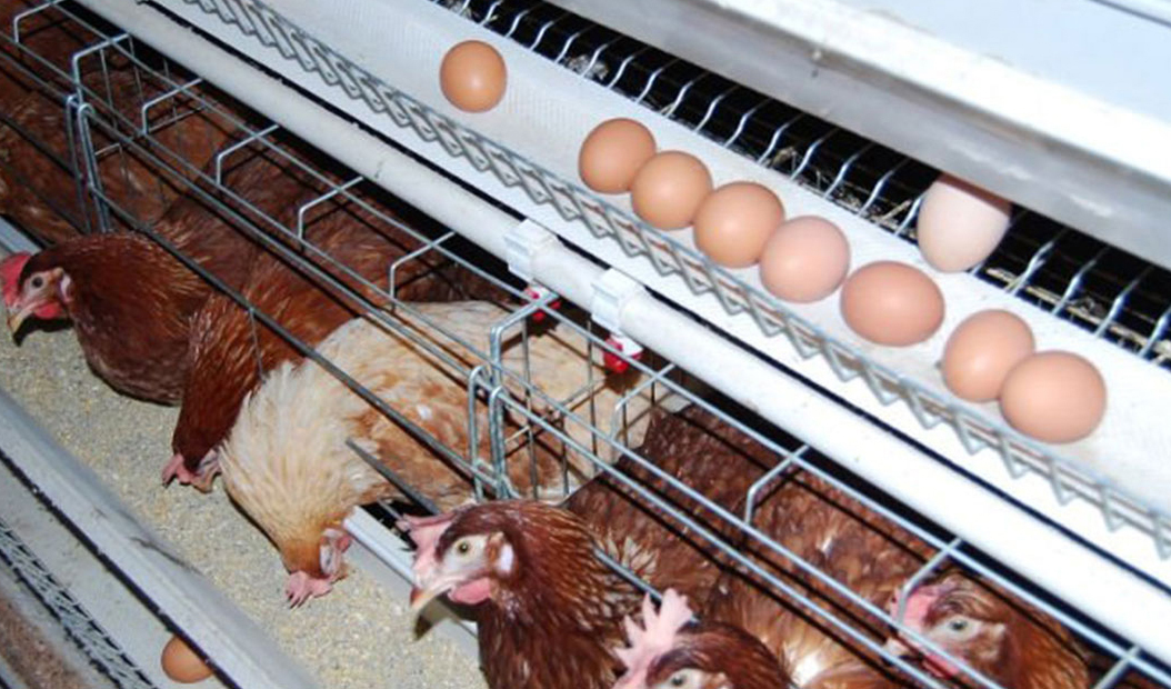 کنترل بازار صنعت مرغ و تخم‌ مرغ نیازمند واردات نهاده است