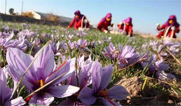 کرونا صادرات زعفران را کاهش داد