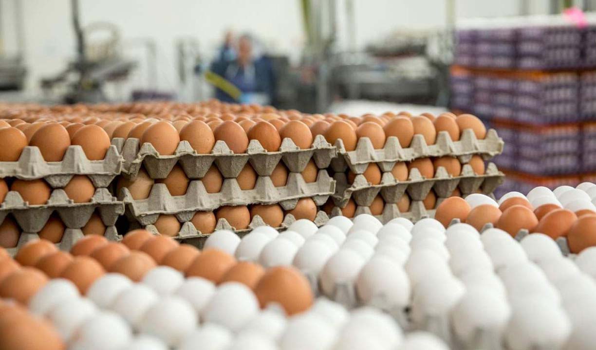 تولید تخم‌مرغ به یک میلیون و ۲۰۰ هزار تن می‌رسد