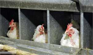 صادرات مرغ با عوارض ۱۵۰۰ تومانی تمدید شد