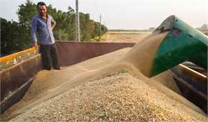 خرید تضمینی ۲.۴ میلیون تن گندم در کشور