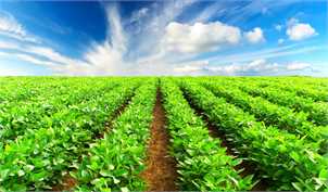 راهکار خودکفایی در محصولات کشاورزی؛ آیا خاک کافی برای کشت داریم؟