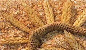 پیش‌بینی تولید ۱۴ میلیون تن گندم در سال زراعی جاری