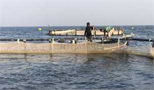 آغاز خرید حمایتی محصولات پرورش ماهی در دریا