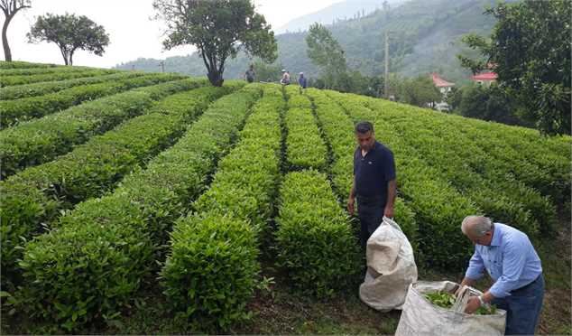 رشد ۹ درصدی خرید برگ سبز چای/ تولید چای از ۳۰ هزار تن فراتر می‌رود