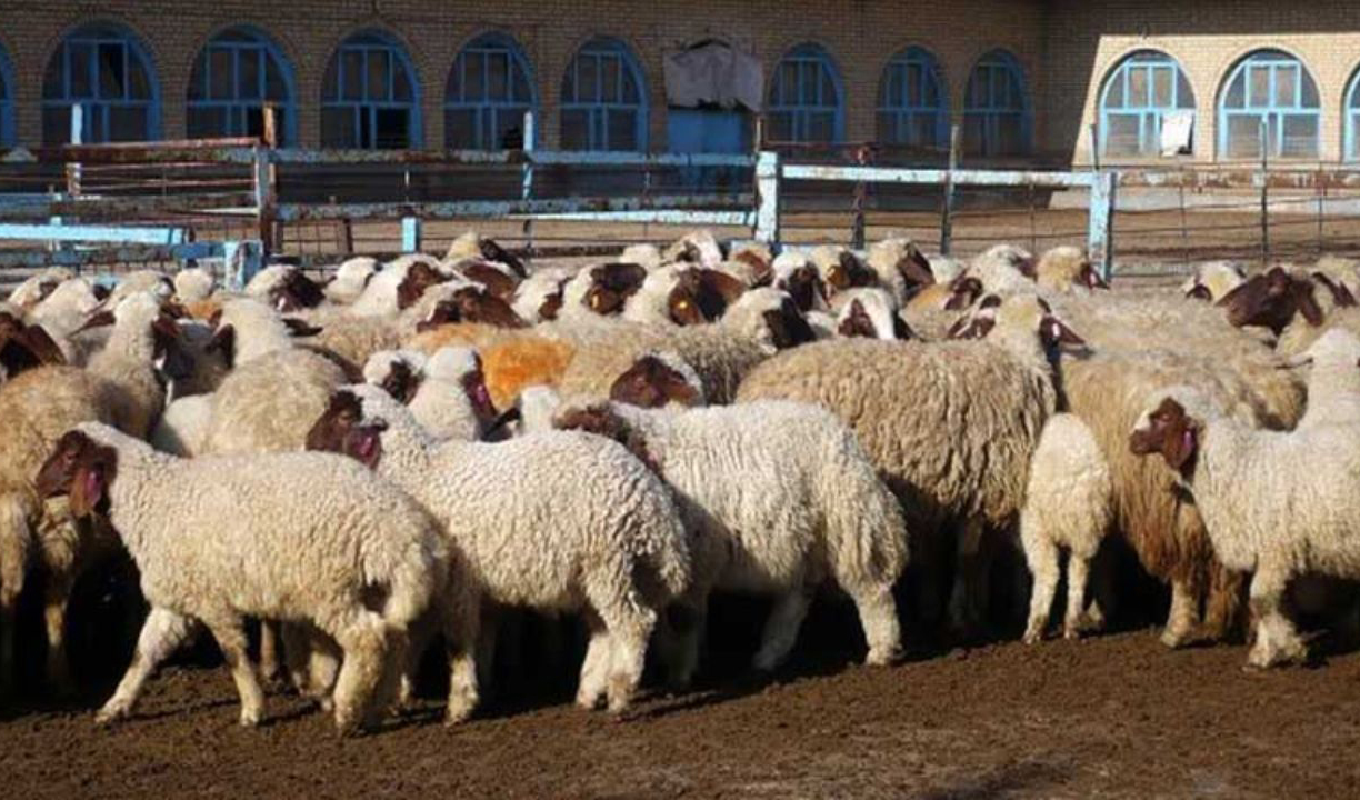 قاچاق دام به عراق زیاد شد/ سود ۵۰ هزار تومانی فروش هر کیلو گوسفند در عراق
