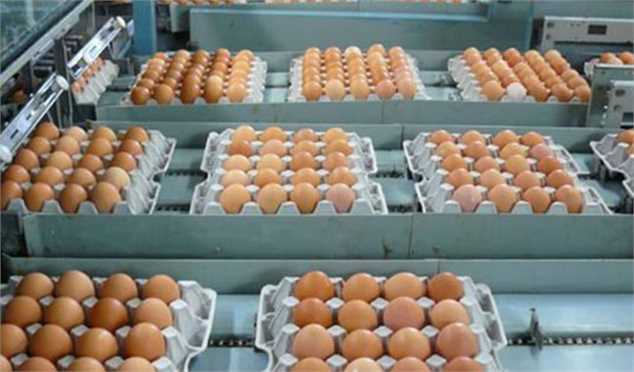 توقف صادارت تخم مرغ پیام منفی به تولیدکنندگان است/ دولت زیر هر کیلو ۹۵۰۰ تومان را خریداری کند