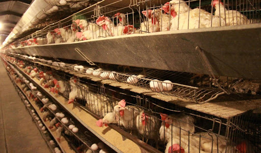 رفع مشکل تامین نهاده‌های دامی/ تولید سالانه ۱ میلیون تن تخم مرغ در کشور