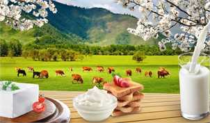 زنگ خطر تولید شیر و گوشت به صدا در آمد؛ اختلاف ۴ برابری قیمت کنجاله با نرخ مصوب