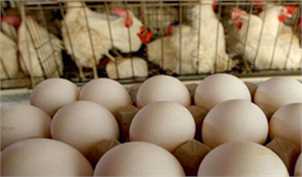صادرات تخم مرغ مشمول عوارض شد