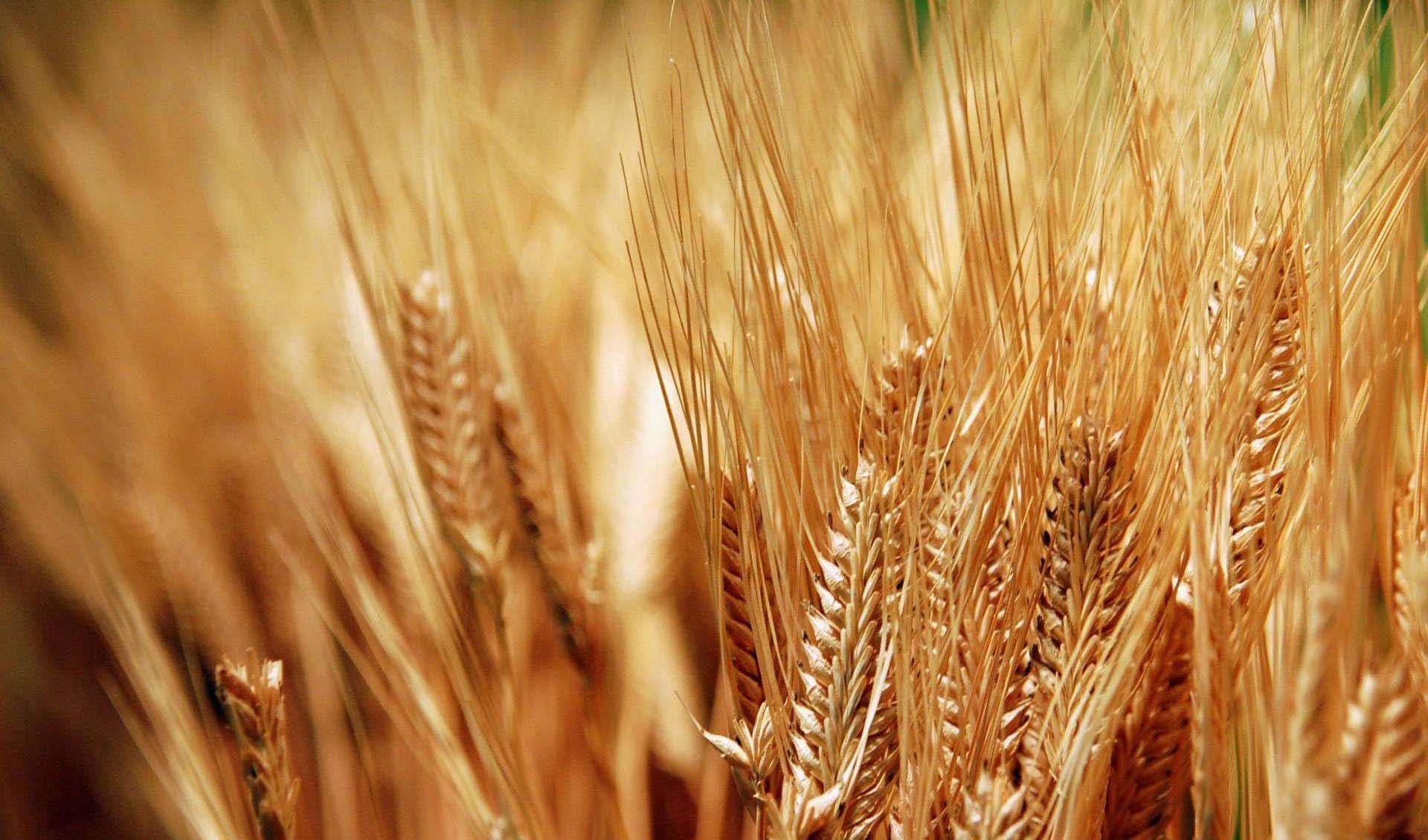 هشدار درباره کاهش تولید گندم در سال آینده/ دولت خبری از کاهش مصرف کود و پوکی گندم‌ها ندارد؟