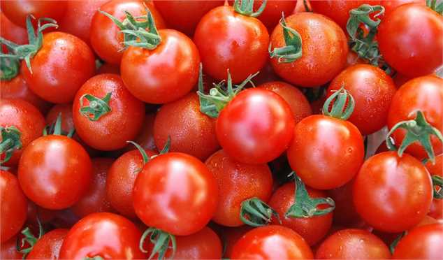 اختلاف ۱۰ هزار تومانی از تولید تا بازار گوجه فرنگی/ گران‌فروشی را پای کشاورزان ننویسید