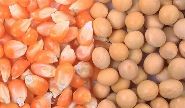 پنج میلیون یورو بذر ذرت دامی در گمرکات خوراک موش‌ها می‌شود