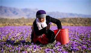 قیمت زعفران حداقل باید ۲۰ تا ۳۰ درصد افزایش می‌یافت/ کشاورزان تماشاچی سودهای دلالان
