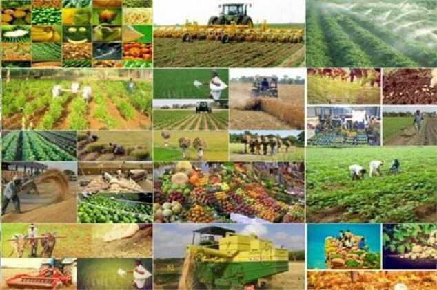 رشد 27 درصدی صادرات محصولات کشاورزی
