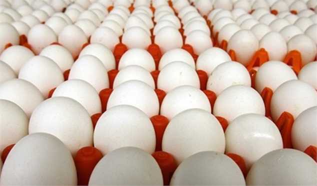 قیمت هر شانه تخم‌مرغ ۳۰ هزار تومان کاهش یافت