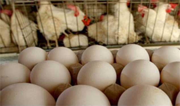 کاهش ۶ هزار تومانی نرخ هر کیلو تخم مرغ