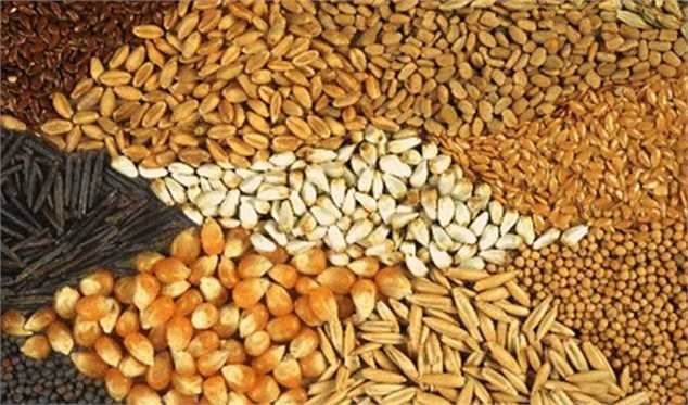افزایش قیمت خوراک دام در بازارهای جهانی/ برنامه‌ خود اتکایی وزارت جهاد سرعت گیرد