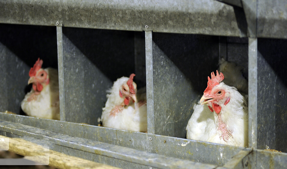قیمت مرغ کاهش نیافت/ مشکل تخصیص نهاده به کارخانه‌های خوراک ادامه دارد