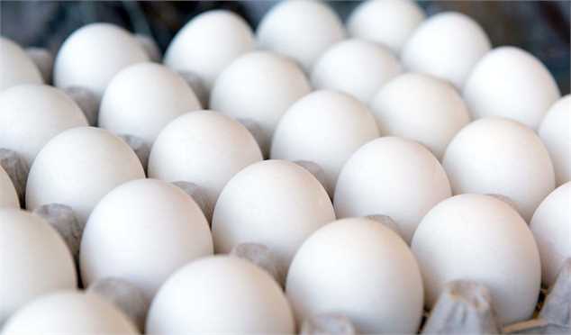 کاهش ۳ هزار تومانی قیمت هر شانه تخم‌مرغ
