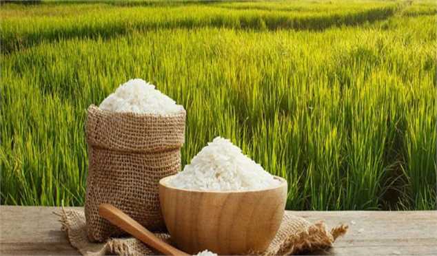 واردات برنج پرمحصول راهی برای عرضه برنج ارزان در بازار/قیمت هر کیلو برنج پاکستانی ۲۵ هزار تومان