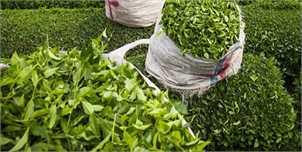 نابودی ۹۰ درصدی مزارع چای مازندران