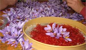 افت ۷۰ درصدی مصرف زعفران در بازار/ حداکثر قیمت هر مثقال زعفران ۷۰ هزار تومان