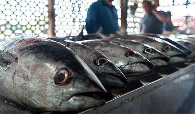 مصرف ماهی ۵۰ درصد کاهش یافت