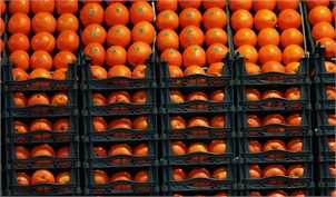 وزارت صنعت: میوه‌های دپو شده برای دلالان بوده است