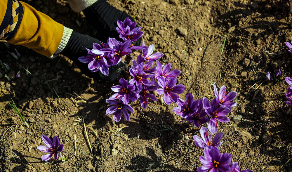بی‌برنامگی، بازار زعفران را از ایران خواهد گرفت