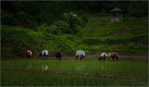 ۳۲۰۰ تن بذر گواهی شده برنج بین کشاورزان توزیع شد