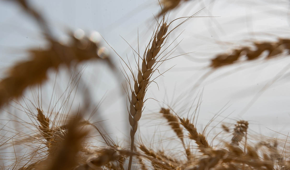واردات ۵ میلیون تن گندم در راه است/ چرا خودکفایی گندم شکست خورد؟