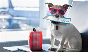 شرایط  و هزینه حمل حیوانات با هواپیما چیست؟