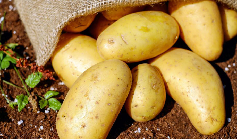 5600 تن سیب‌زمینی کشاورزان استان گلستان خرید حمایتی شد