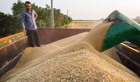 خرید ۴ میلیون تن گندم تا ۲۸ تیر ماه/ ۹۲ درصد از پول گندمکاران پرد