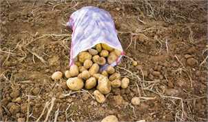 طرح تعاون روستایی برای جایگزینی سیب زمینی‌های مازاد به عنوان خوراک دام