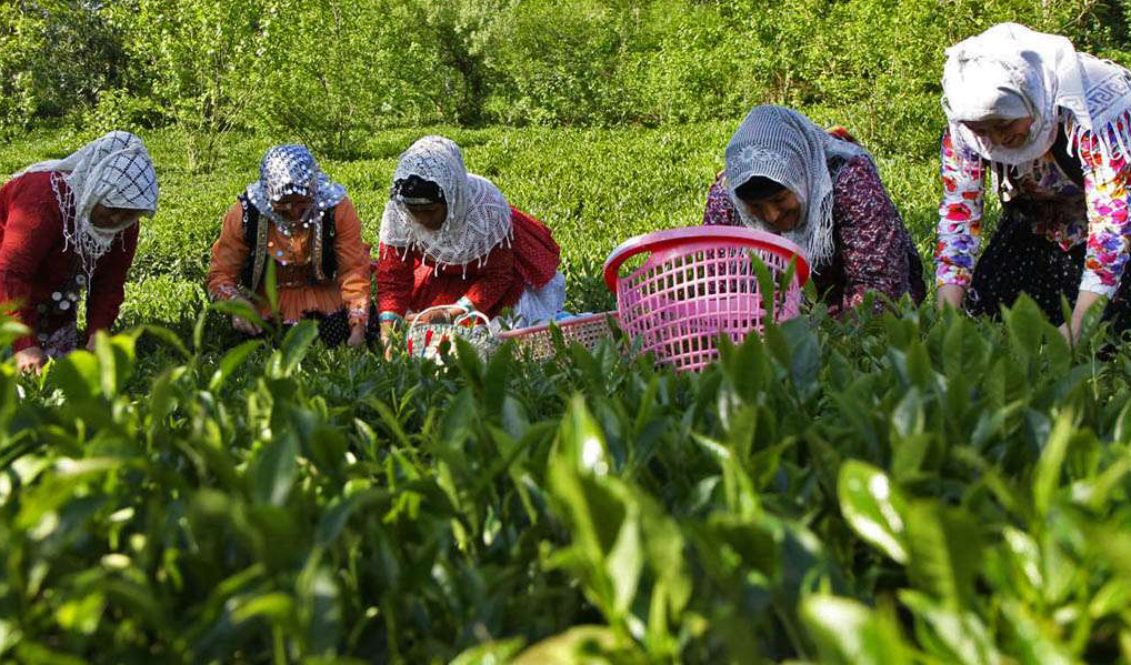 خرید تضمینی برگ سبز چای به ۹۳ هزار و ۸۰۰ تن رسید/ پرداخت ۷۱ درصد مطالبات چایکاران
