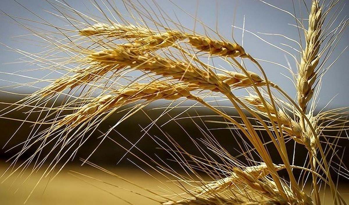 تولید گندم ۳۰ درصد و خرید تضمینی ۵۰ درصد کاهش یافت