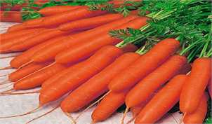 رشد 8 درصدی تولید هویج در سال‌جاری/ خرید عراق و روسیه از ایران افزایش یافت