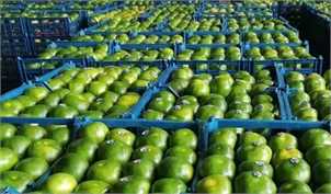 نارنگی‌های موجود در بازار با گاز اتیلن رنگ‌آوری شده است/ وزارتخانه‌های جهاد کشاورزی و بهداشت ورود کنند