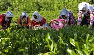 برداشت چین تابستانه چای به پایان رسید/ پرداخت ۷۶ درصد مطالبات چایکاران